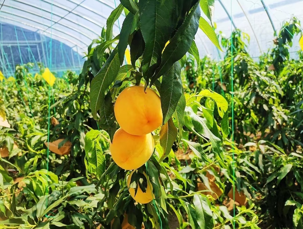 年产值超过20亿元，新沂水蜜桃已成为当地名副其实的富民产业、甜蜜产业。