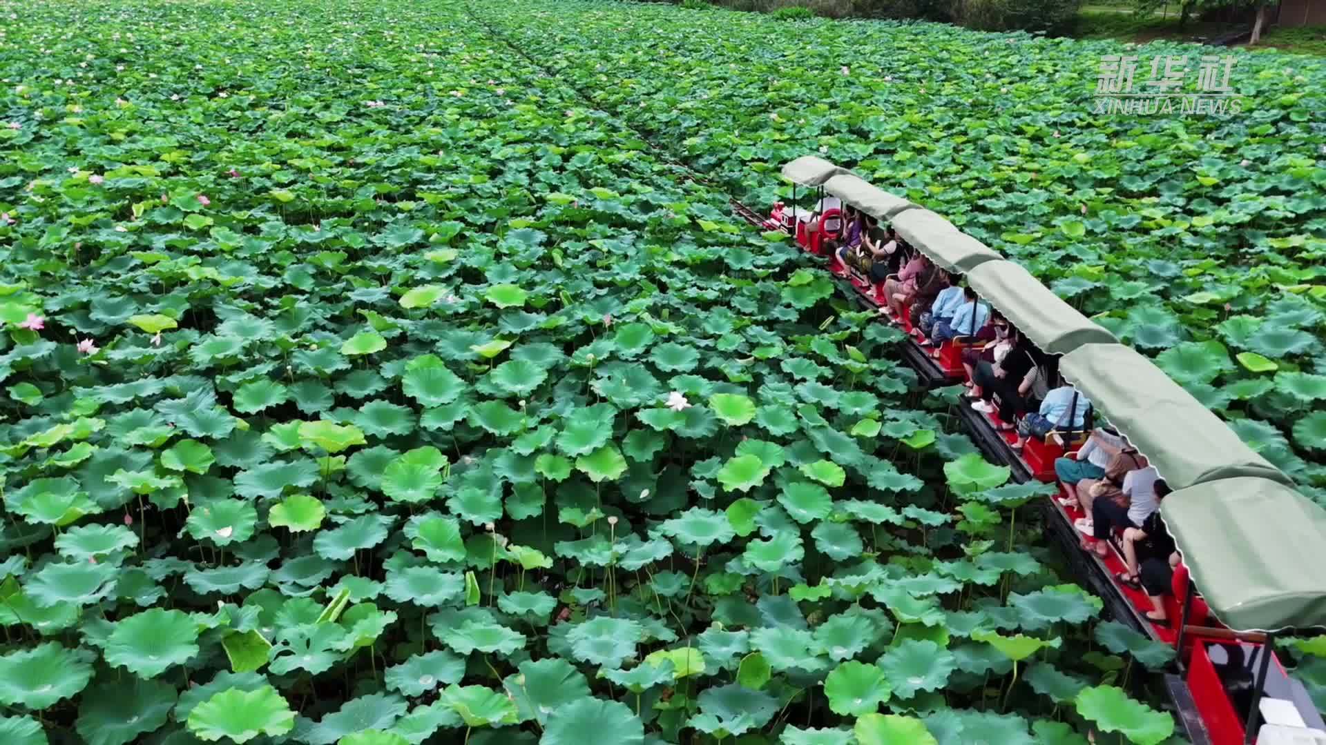 云南西双版纳：荷花上“开”出小火车