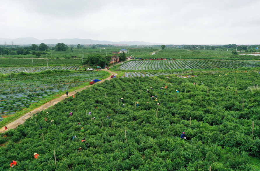 江西东乡：蓝莓采摘 就业增收