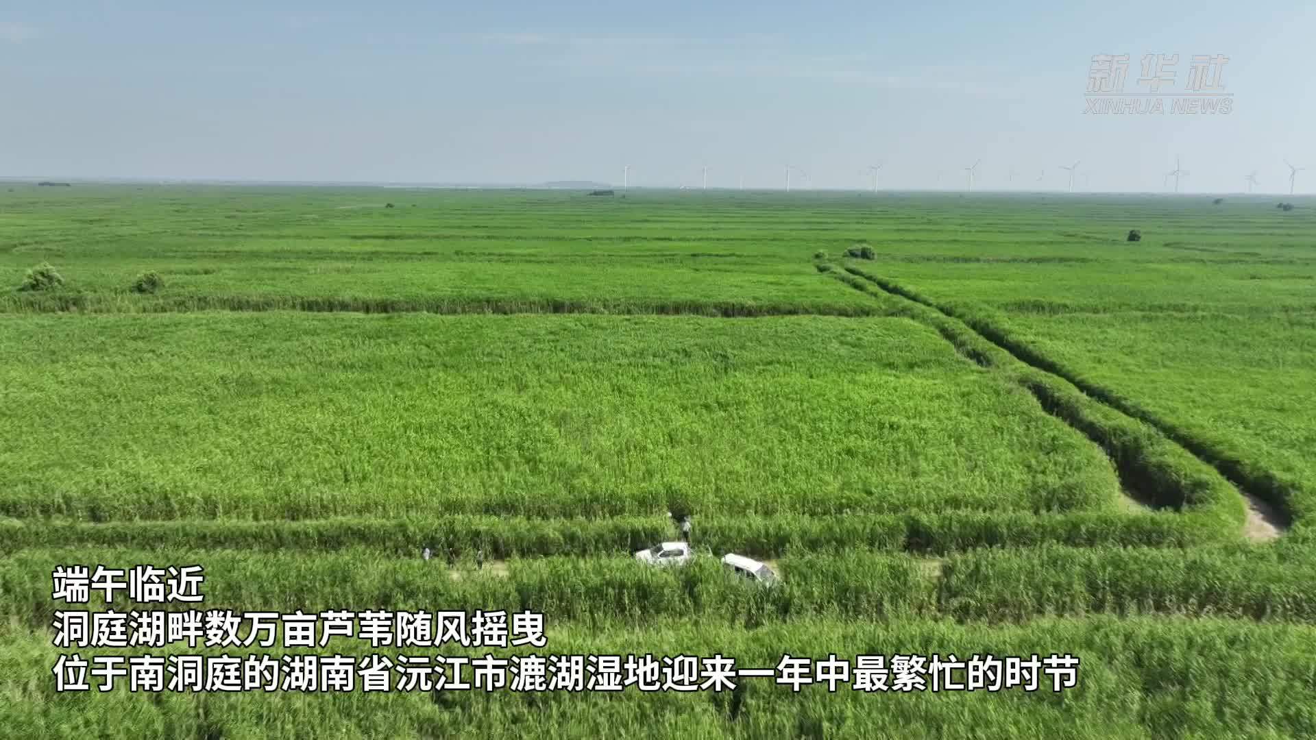 洞庭湖区芦苇变废为宝 为端午粽增添新“叶”色