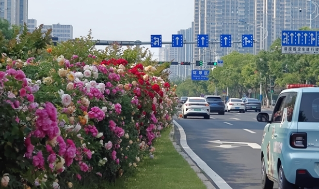 青岛路上的月季花