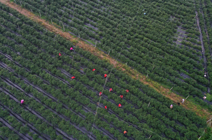 江西东乡：采摘销售蓝莓 助力乡村振兴（图）