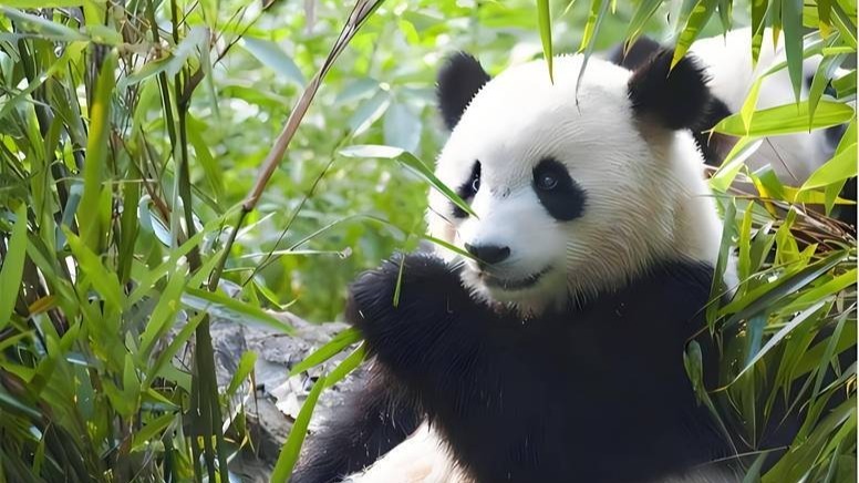 官方组织、支持网民为大熊猫集资应援？熊猫中心辟谣