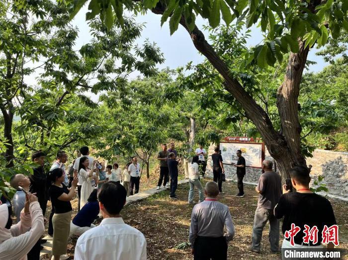 5月28日，与会嘉宾参观“燕山早丰”板栗母树。　　董皓楠 摄