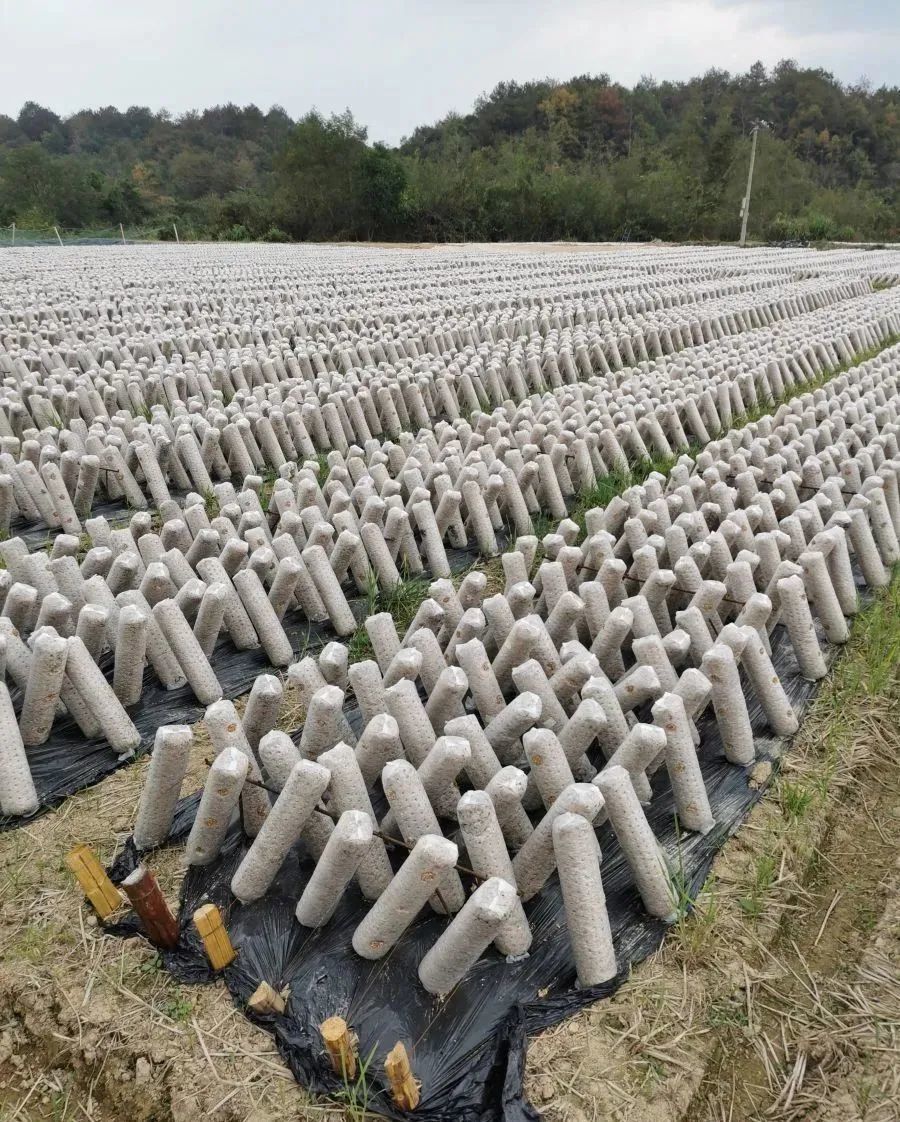 德安食用菌科技小院