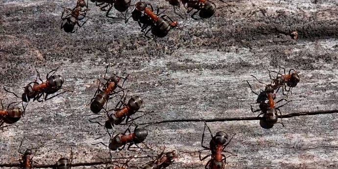 武汉女子被红火蚁咬后浑身起疹子，被送诊所几分钟后就休克