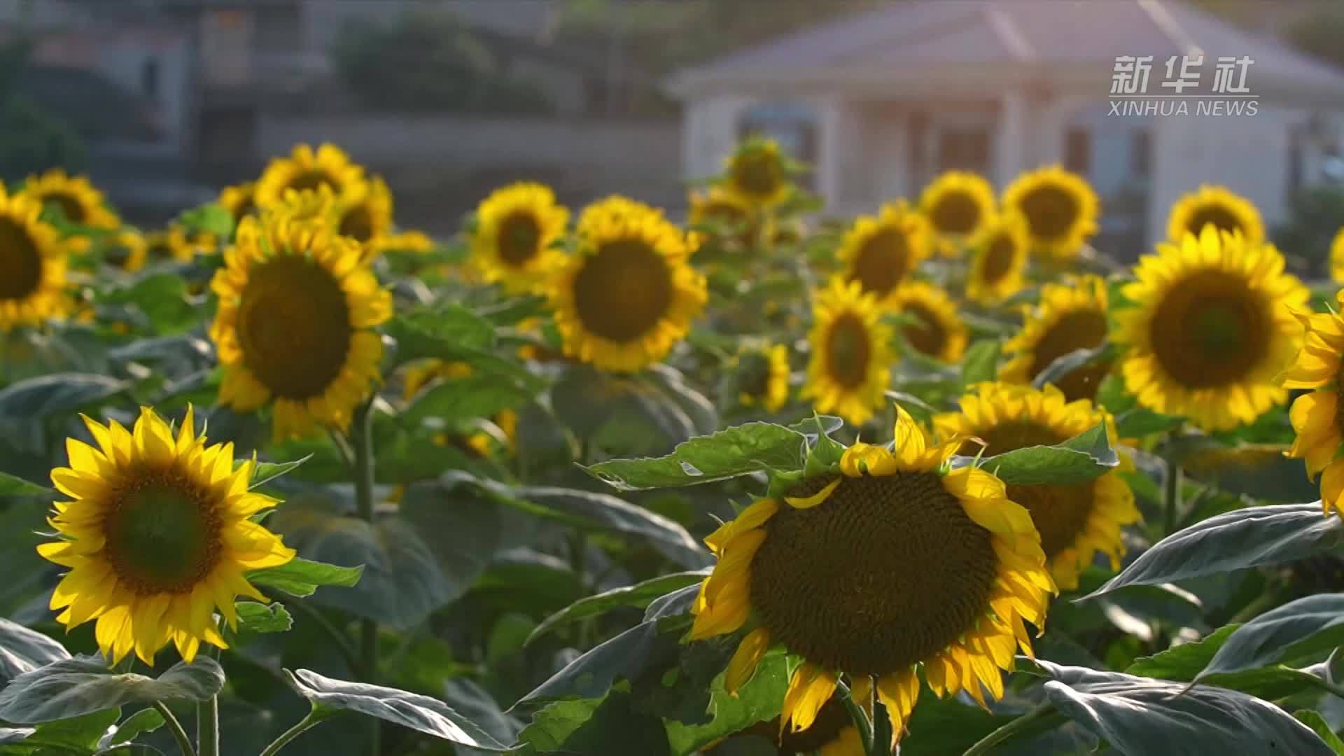 四川泸县：向日葵花开 乡村旅游热
