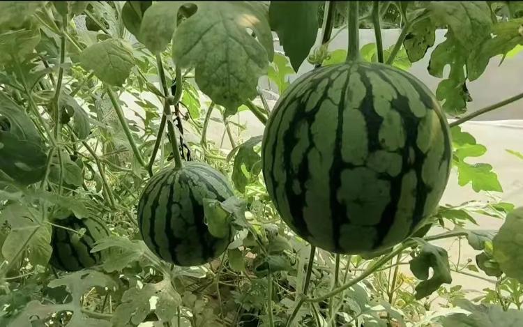 菏泽初夏的味道，都藏在这里