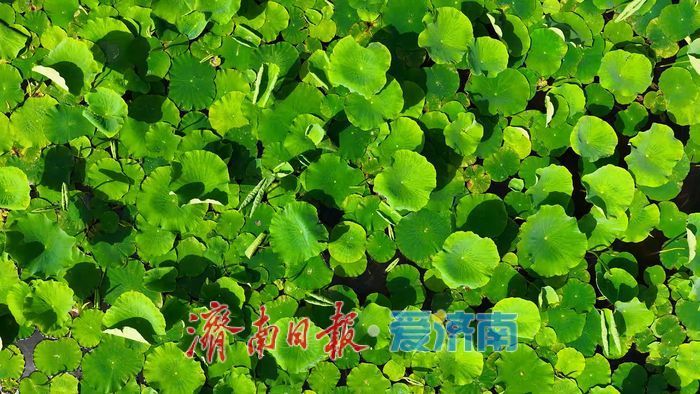 一年四季 泉在济南丨碧波映翠夏意浓！华山历史文化湿地公园“绿境”醉游人