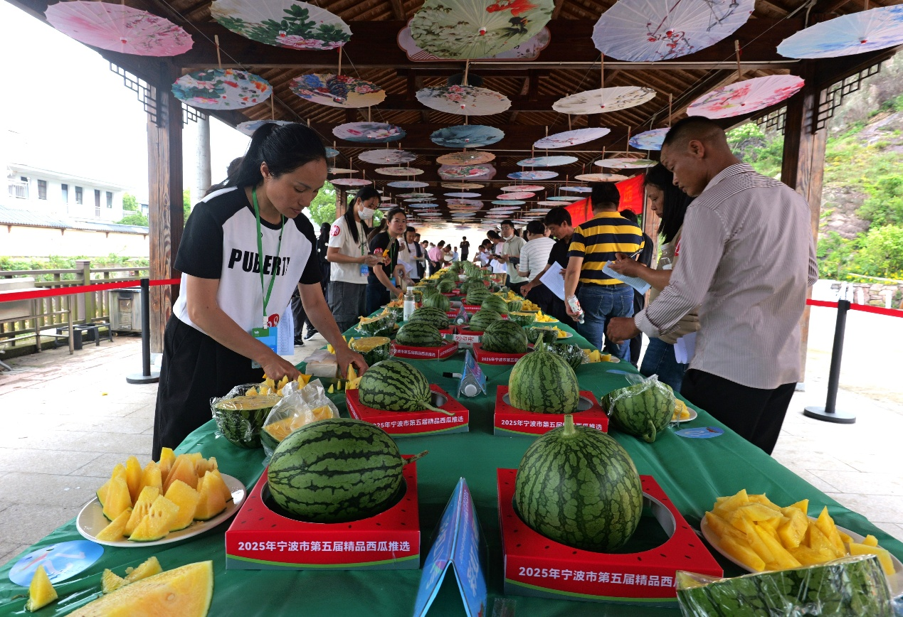 黄瓤还是红瓤？宁波这场西瓜擂台决出了“盛夏顶流”