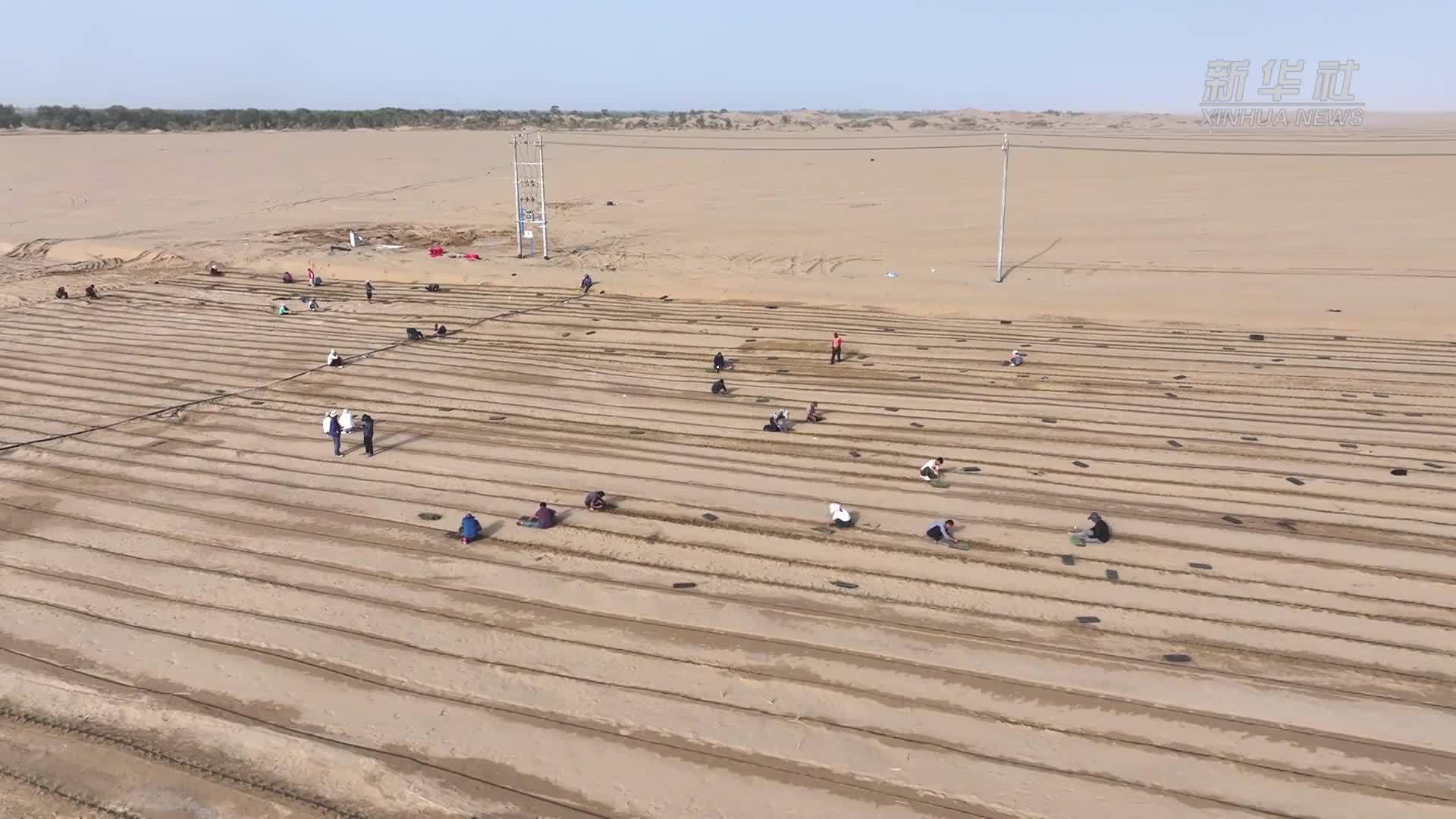 新疆尉犁县：3000万株罗布麻扎根塔克拉玛干沙漠