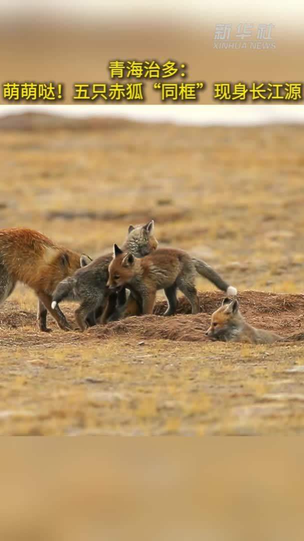 青海治多：萌萌哒！五只赤狐“同框”现身长江源