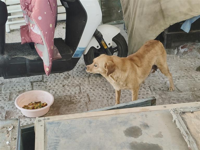 有人投喂的流浪狗