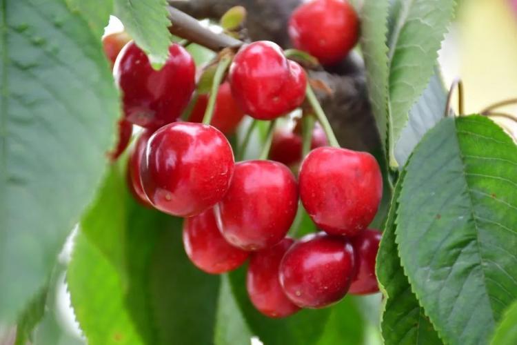 菏泽初夏的味道，都藏在这里