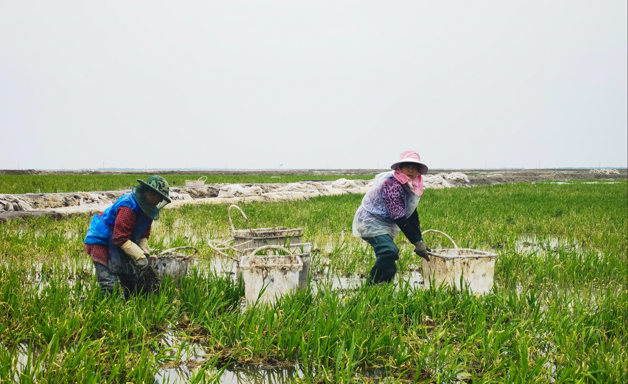 茭白种植基地里忙碌的农民（央广网发 王岩 摄）