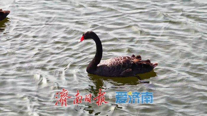 一年四季 泉在济南丨碧波映翠夏意浓！华山历史文化湿地公园“绿境”醉游人