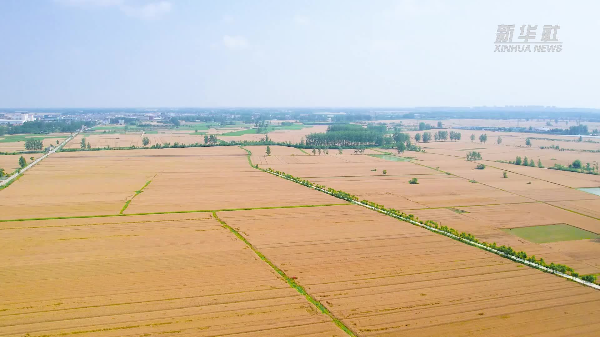 河南淮滨：弱筋小麦兴业富农助振兴