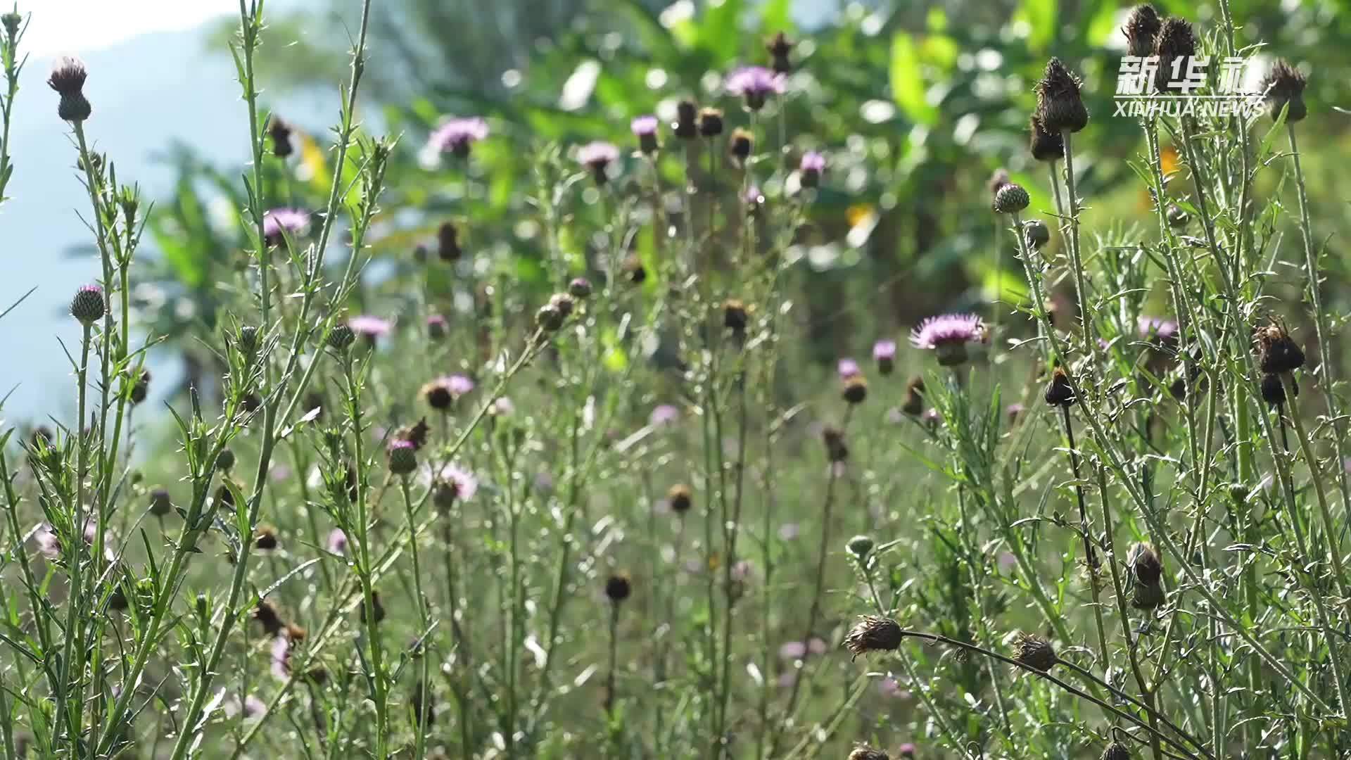 端午“药”诀！云南宁洱药根飘香