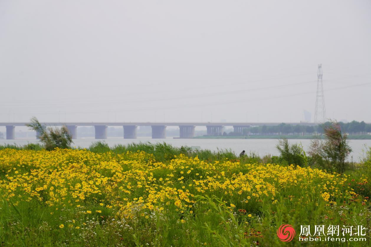 滹沱河畔花海