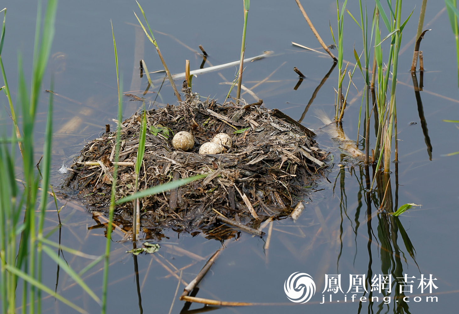 图集|围观长春南溪湿地凤头鸊鷉育雏