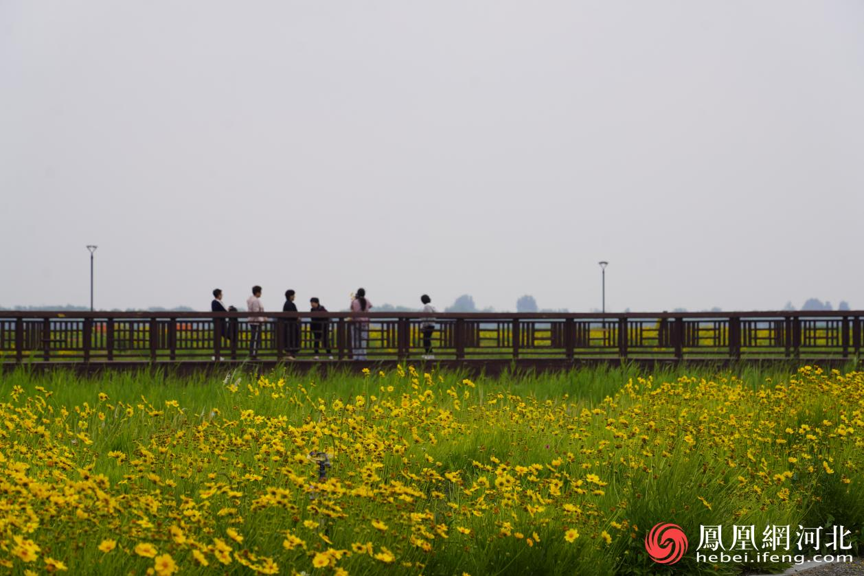 滹沱河畔花海
