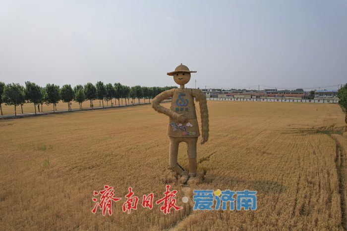 一年四季 泉在济南丨麦浪翻金迎端午