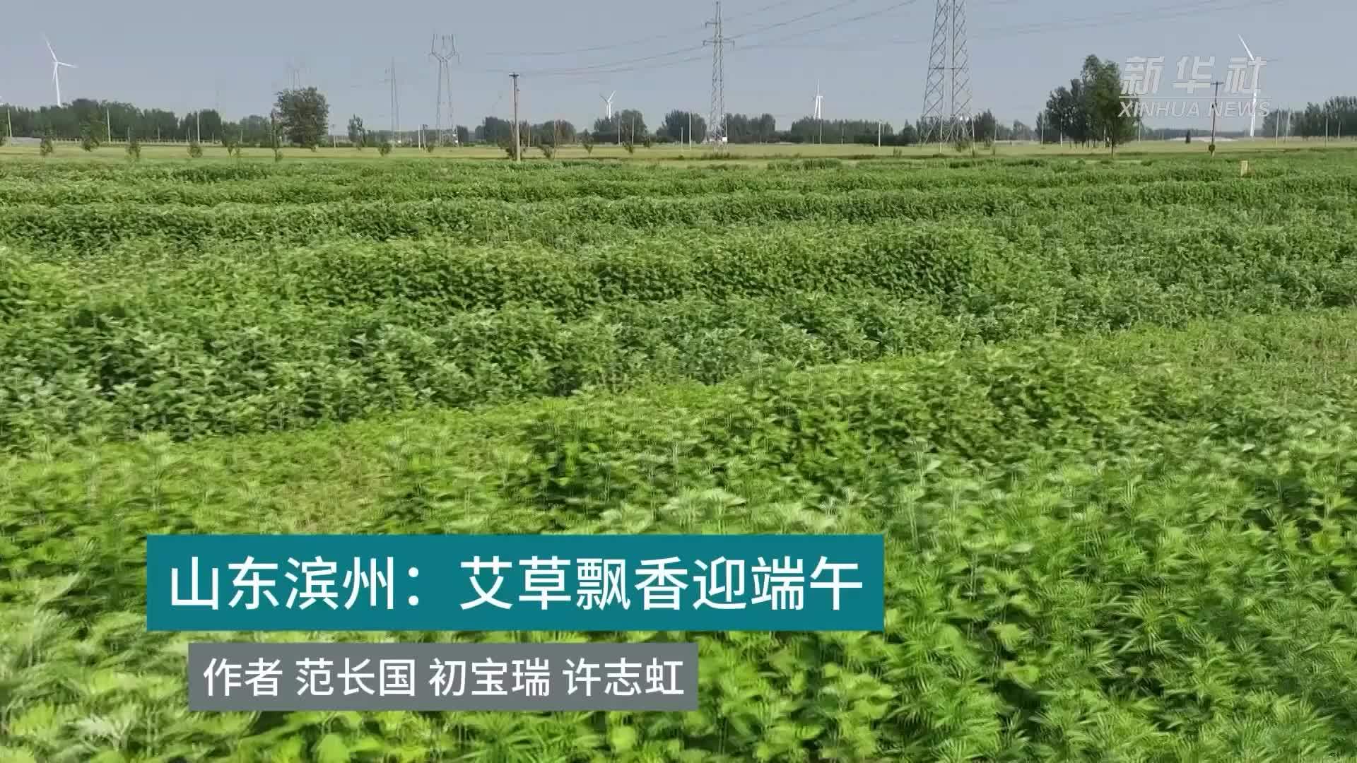 山东滨州：艾草飘香迎端午