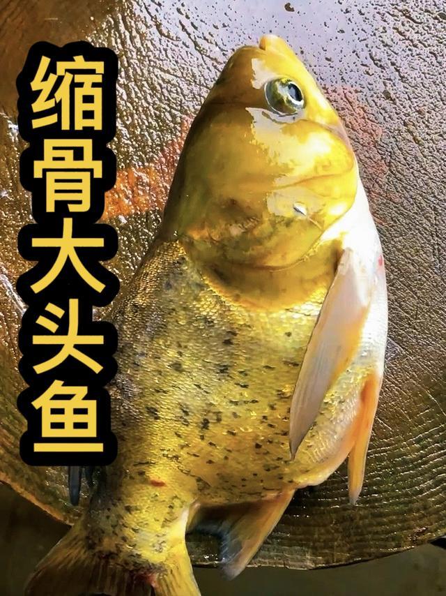 专为剁椒鱼头而生的缩骨大头鱼，只长鱼头不长身子