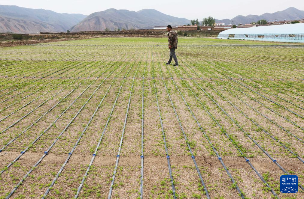 5月27日，甘肃省定西市安定区鲁家沟镇太平村农民在查看滴灌管道和蔬菜长势。
