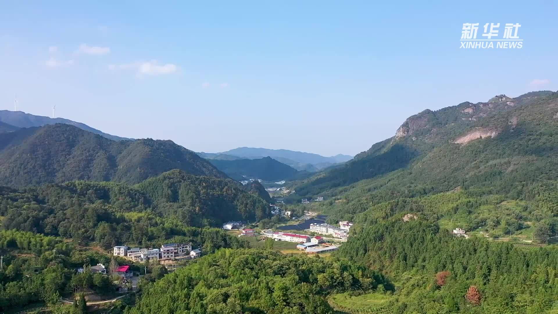 安徽金寨大湾村：“党建+产业”激活乡村振兴“红色引擎”