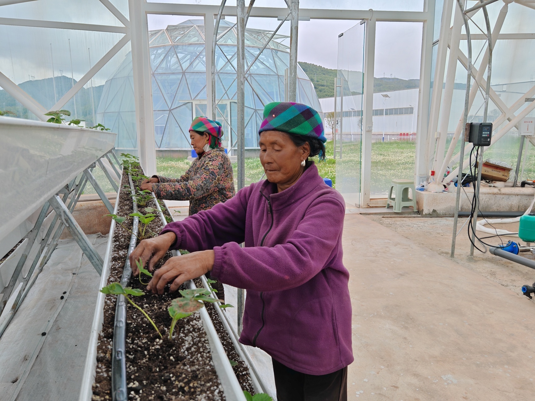 草莓幼苗“住”进智能“别墅”,余姚—昭觉协作助力增产又增收