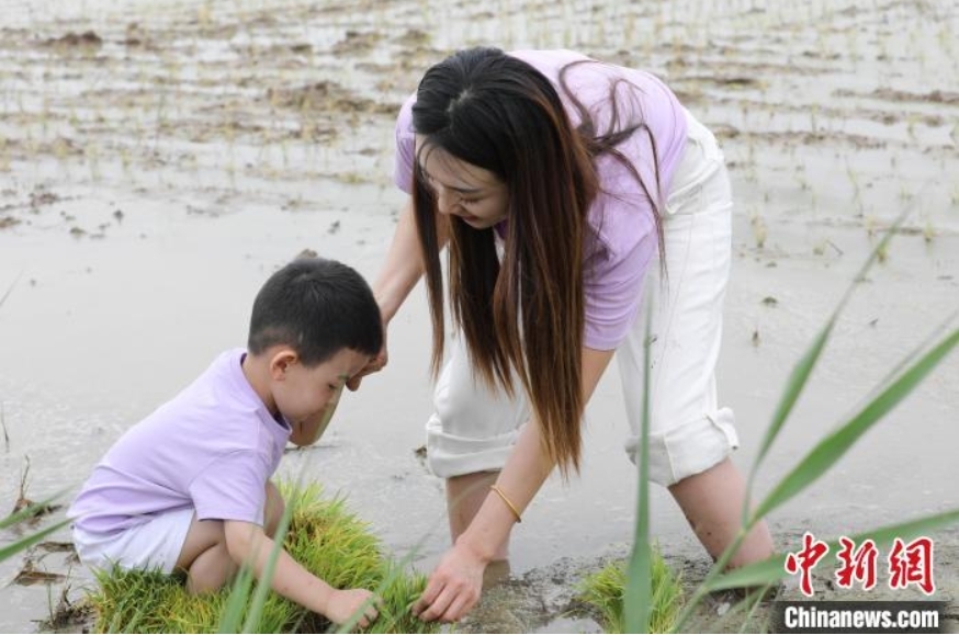 稻田寻宝、牧场奇遇、插秧比赛……端午节当天，在河北省沧县兴济镇南堤村盐碱稻田乐园里，200多个家庭参与“盐碱稻田寻宝季”活动，感受别样端午。图为游客在河北省沧县兴济镇南堤村的盐碱稻田中体验插秧。 田博 摄