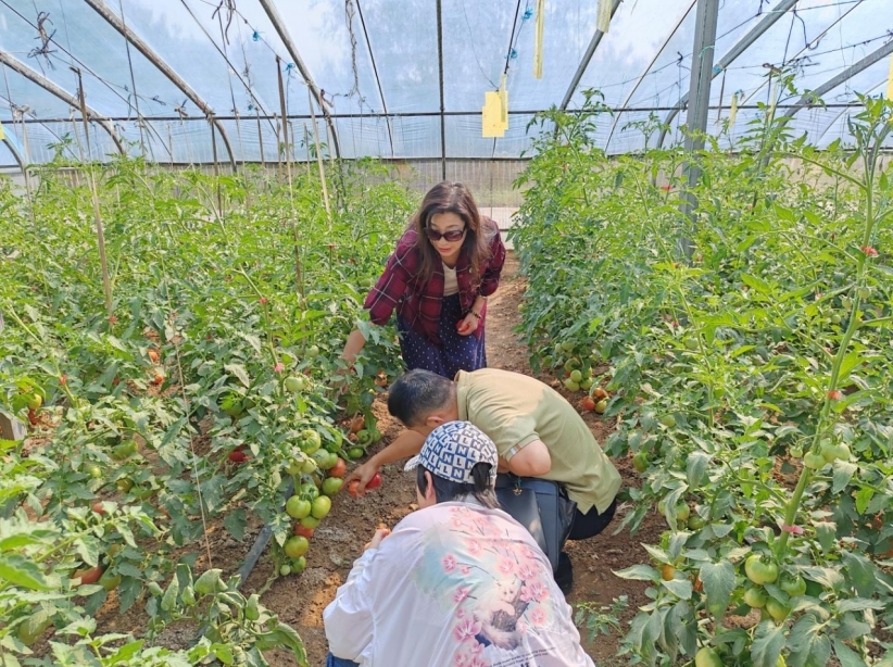 鹤壁市淇滨区：特派员牵线生物菌剂 绘就绿色农业新图景