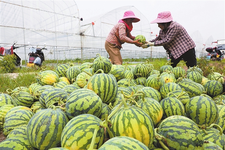 瓜果飘香（图）