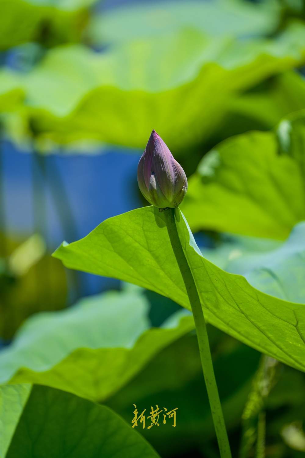 绿云遮暑、荷风送香，大明湖第一波荷花正含苞待放