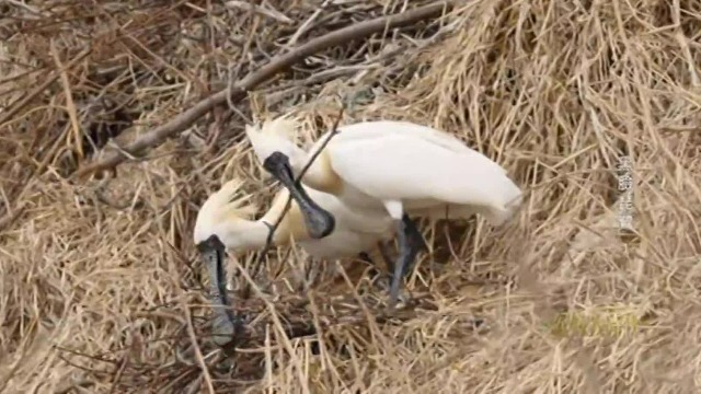 在筑巢方面，黑脸琵鹭几乎是天才，它们对此有异乎寻常的热爱