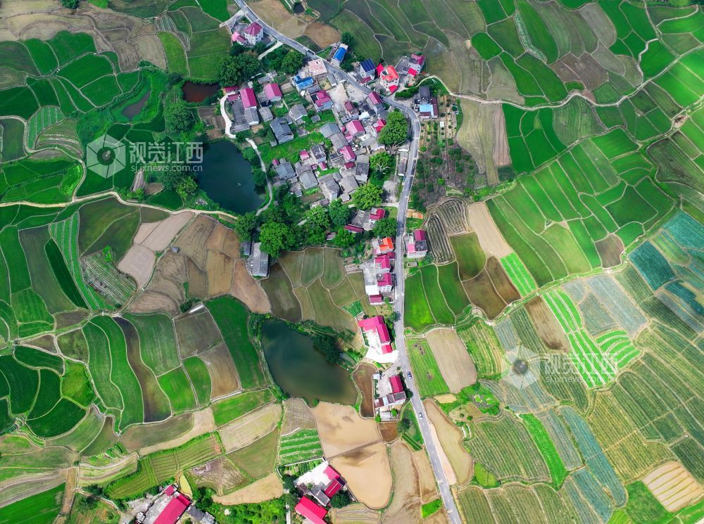 6月1日，江西省吉安市泰和县苏溪镇横塘村，早稻长势喜人，返青吐绿，田园如画。