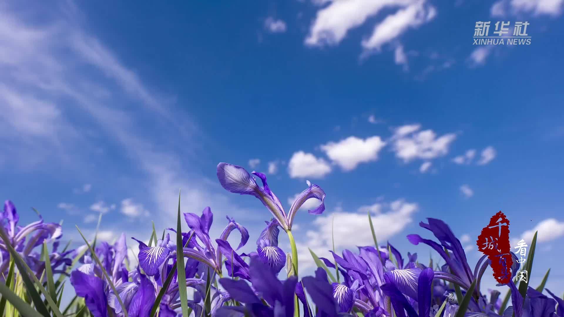 千城百县看中国丨马兰映乌审 芳菲漫草原