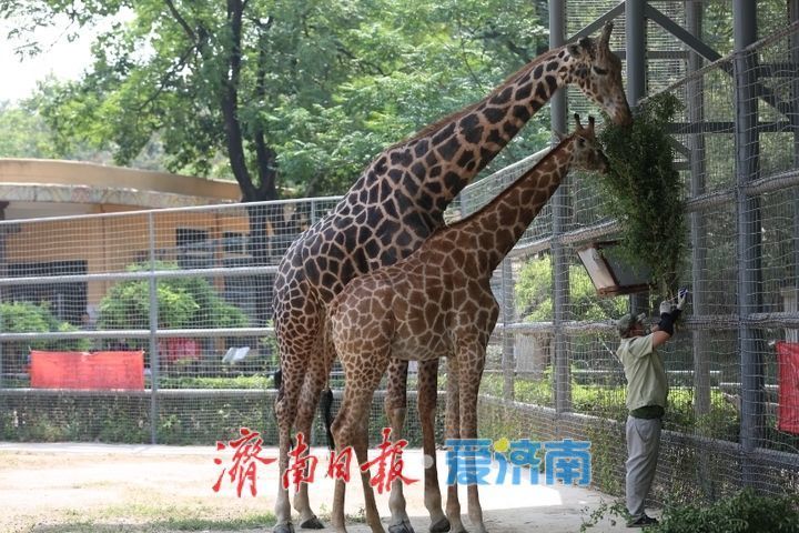 一年四季 泉在济南｜济南动物园开启动物“益智食光”