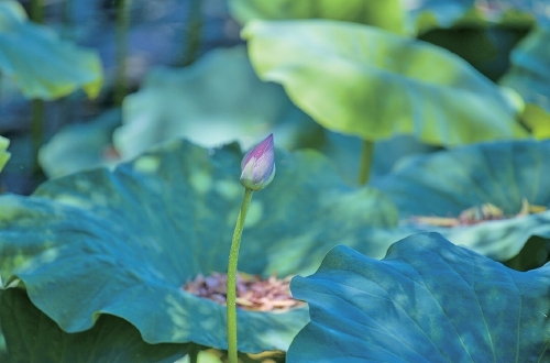 大明湖荷花含苞待放