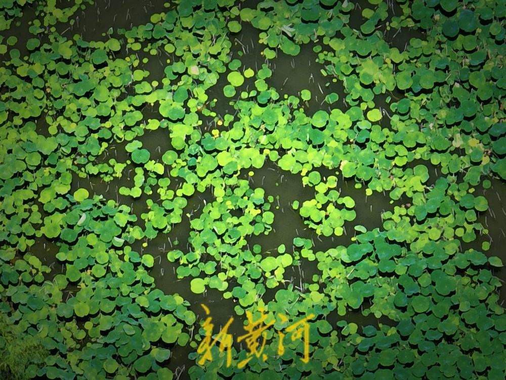 一年四季 泉在济南｜泉城迎高温天气 荷叶青翠欲滴送凉意