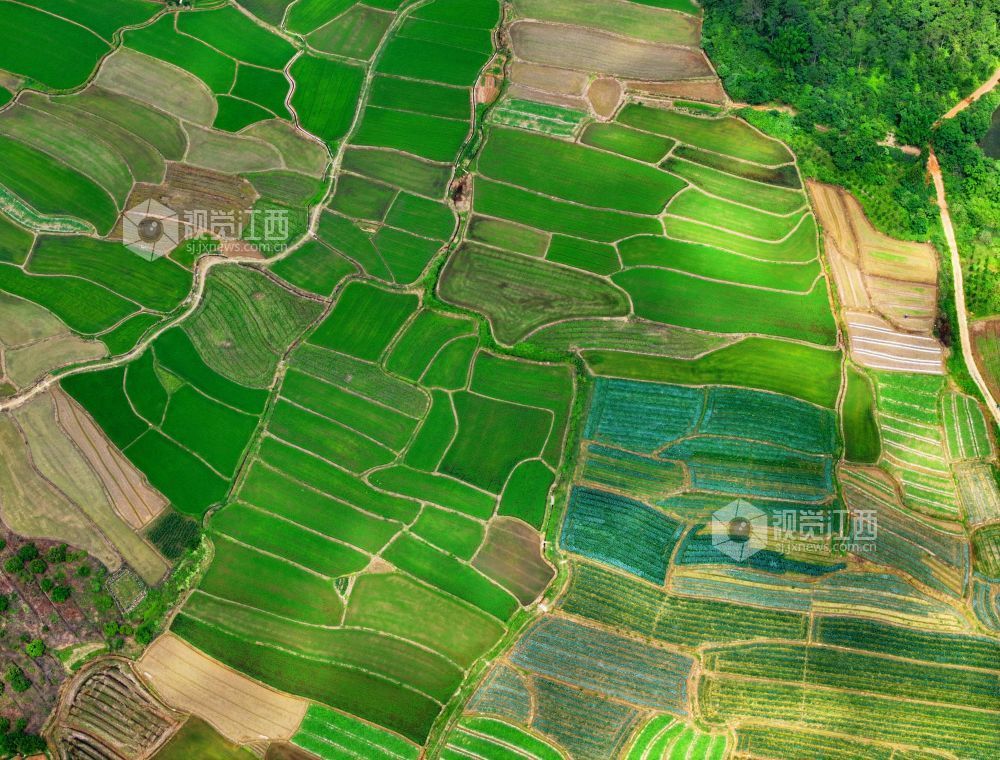 6月1日，江西省吉安市泰和县苏溪镇横塘村，早稻长势喜人，返青吐绿，田园如画。