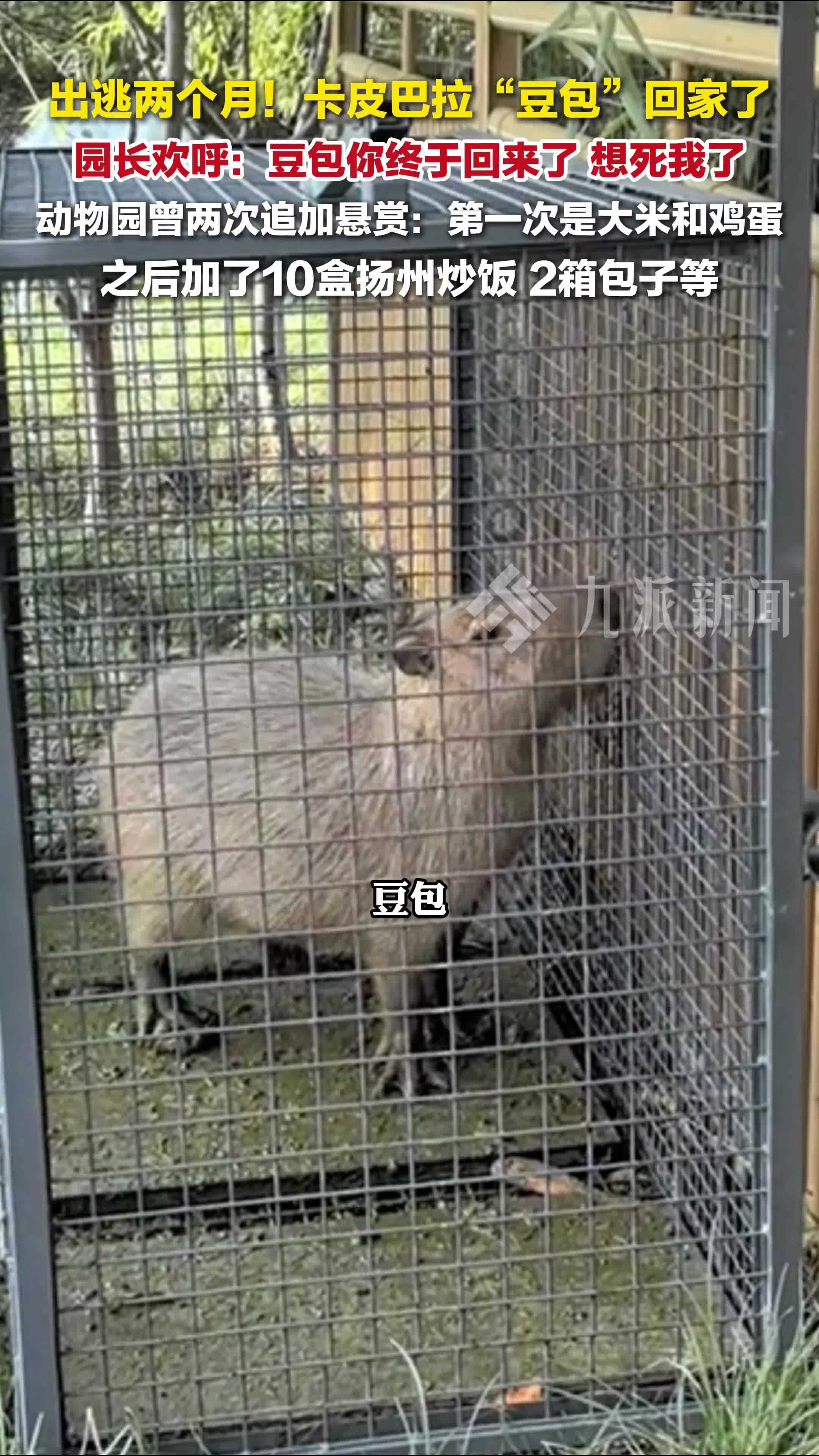 出逃2个月的卡皮巴拉豆包已回家，园长欢呼：豆包，你终于回来了，想死我了