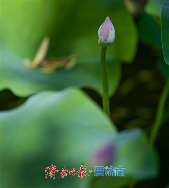 大明湖荷花含苞待放