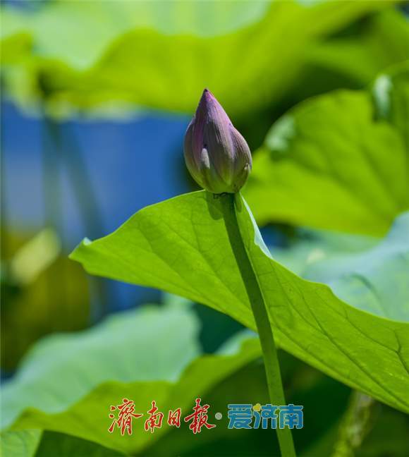 大明湖荷花含苞待放