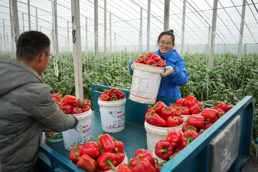 2025年1月22日，在寿光市稻田镇，蔬菜种植户在收获彩椒。新华社记者 徐速绘 摄