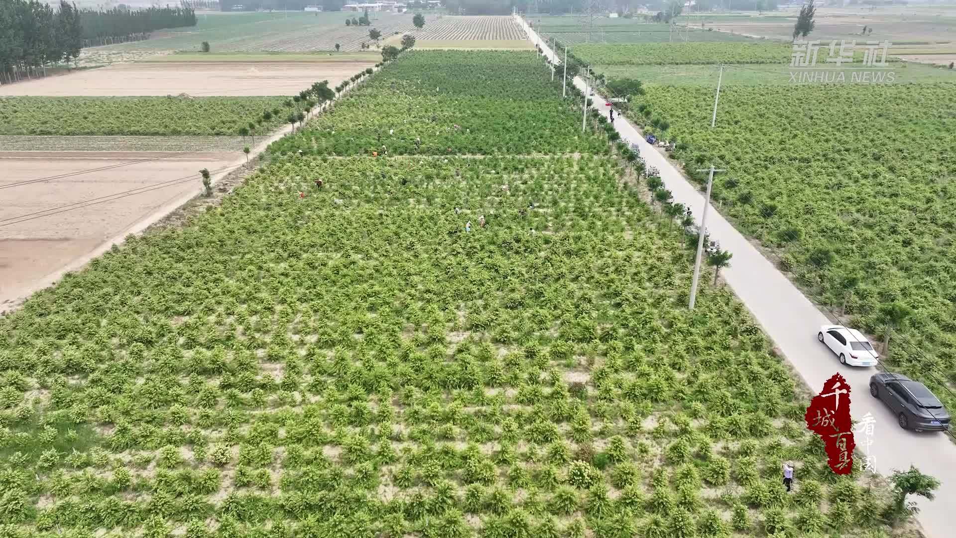 千城百县看中国｜河北广宗：金银花产业铺就致富路