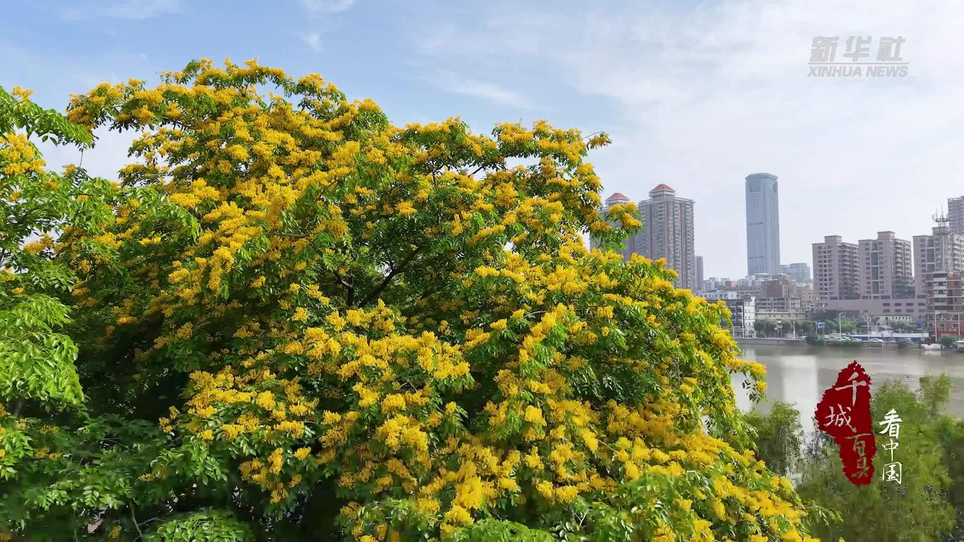 千城百县看中国丨东莞虎门：紫檀花似锦 夏浅胜春朝