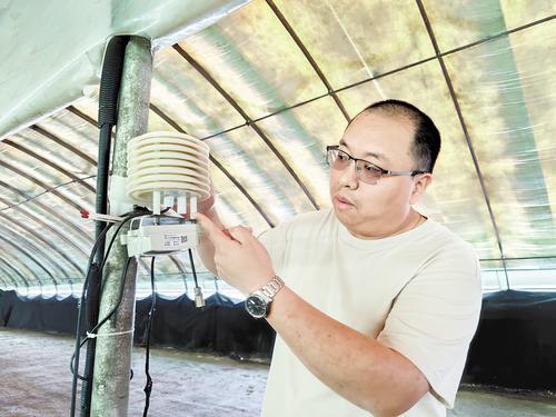 5月28日，在平泉市承德宸美农业科技有限公司养菌棚内，工作人员在查看传感器设备。 本报记者 魏雨摄