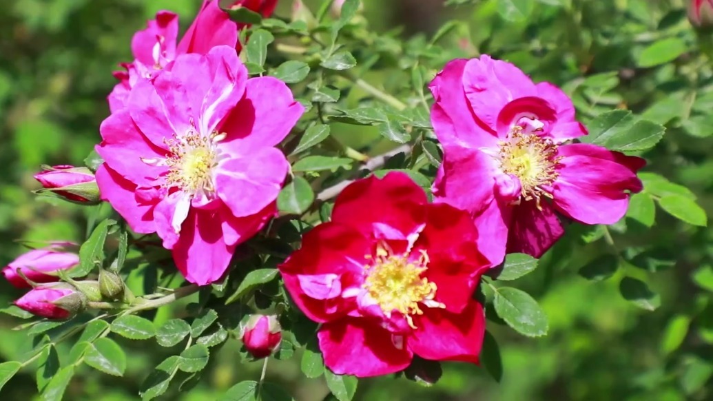 苦水镇里玫瑰香！你化妆品里的六成香产自这个小镇